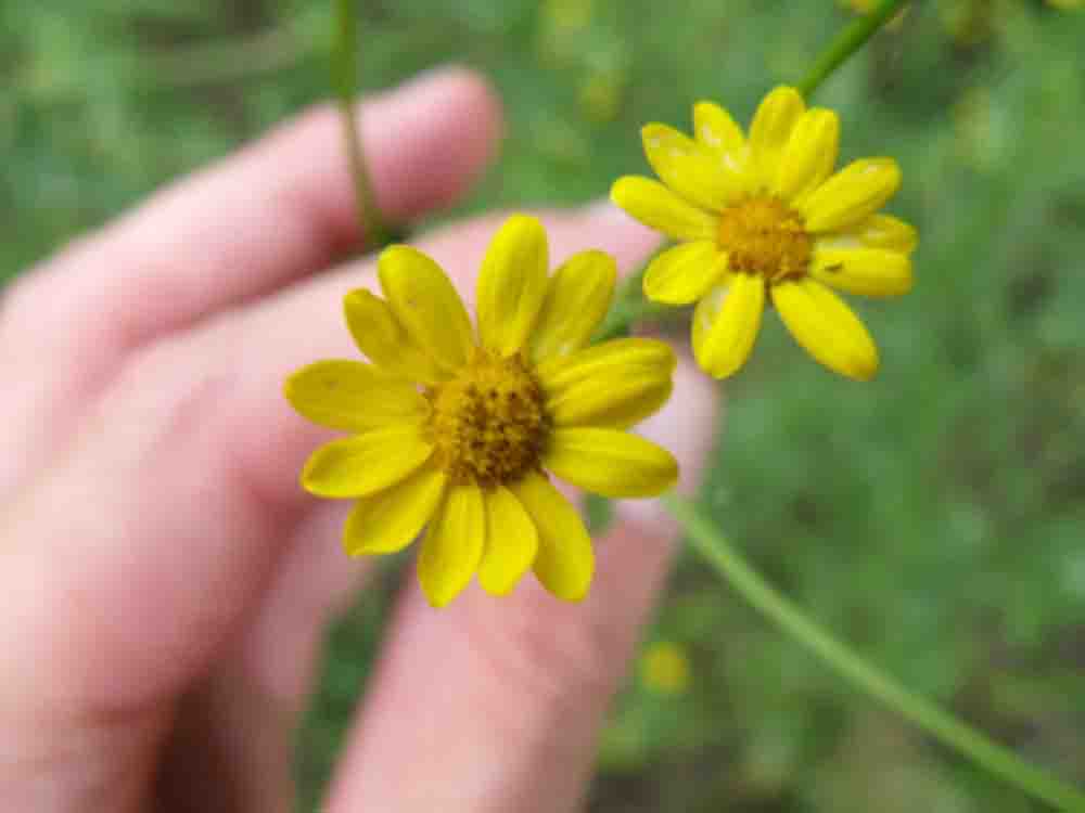 Asteracea ignota.- Senecio erraticus?